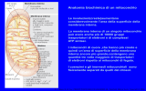 i principi di biochimica di lehninger 4/e - FISIOTERAPIA