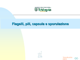 FLAGELLI - Microbiologia TorVergata