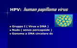 HPV: human papilloma virus - Analisi Cliniche Cimatti Roma