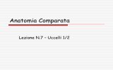 Anatomia Comparata