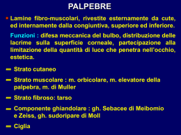 m. orbicolare, m. elevatore della palpebra, m. di Muller Strato fibroso