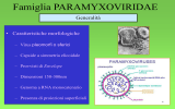 Presentazione di PowerPoint - Sezione Bulldog di Fossombrone