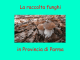 La raccolta funghi in Provincia di Parma