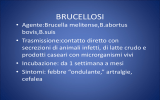 brucellosi - Infermieristica