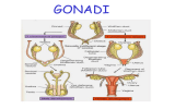 Asse ipotalamo-ipofisi-gonadi