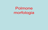 Polmone morfologia fisiologia