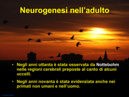 neurogenesi ed attività fisica 3