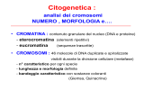 Citogenetica