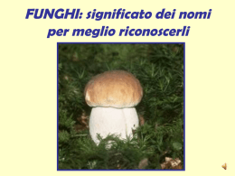 FUNGHI: significato dei nomi per riconoscerli