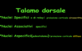 schema talamo dorsale