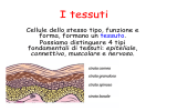 I tessuti - Daniela Cavallin