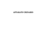 Apparato Urinario