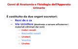 Cenni di Anatomia e Fisiologia dell*Apparato Urinario