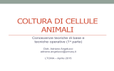 colture cellulari - adriano angelucci