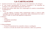 La cartilagine