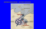 Slides - Patologie Sistema Endocrino