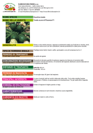 Zucchino tondo Tondo scuro di Piacenza F1