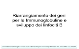 Riarrangiamento dei geni per le Immunoglobuline e sviluppo dei