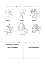 Osserva le immagini