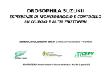 DROSOPHILA SUZUKII