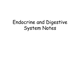 Endocrine and Digestive System Notes