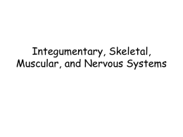 Integumentary, Skeletal, Muscular, and Nervous Systems