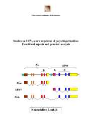 Noureddine Loukili  Studies on UEV, a new regulator of polyubiquitination: