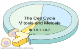 The Cell Cycle Mitosis and Meiosis IB 1.5.1-1.5.7