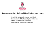 Leptospirosis:  Animal Health Perspectives