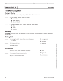 The Skeletal System Lesson Quiz  A Multiple Choice LESSON 1