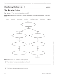 The Skeletal System Key Concept Builder LESSON 1 Key Concept