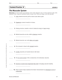 The Muscular System Content Practice  B LESSON 2