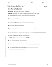 The Muscular System Key Concept Builder LESSON 2 Key Concept