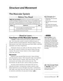 Structure and Movement The Muscular System