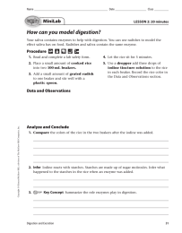 How can you model digestion? MiniLab LESSON 2: 20 minutes