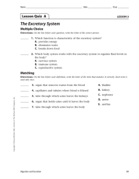 The Excretory System Lesson Quiz  A Multiple Choice LESSON 3