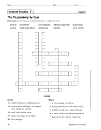 The Respiratory System Content Practice  B