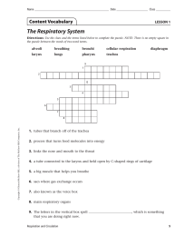 The Respiratory System Content Vocabulary LESSON 1 alveoli breathing bronchi cellular