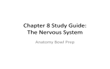 Chapter 8 Study Guide: The Nervous System Anatomy Bowl Prep