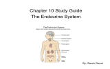 Chapter 10 Study Guide The Endocrine System By: Sarah Genet