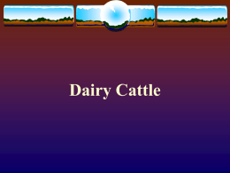 Dairy Cattle