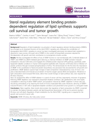 Sterol regulatory element binding protein- dependent regulation of lipid synthesis supports