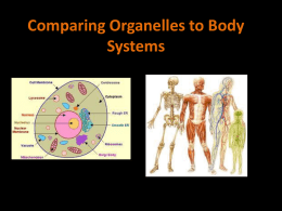 Comparing Organelles to Body Systems