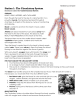 Station 1: The Circulatory System  Reference Sheet