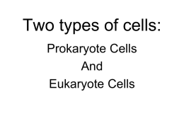 Two types of cells: Prokaryote Cells And Eukaryote Cells