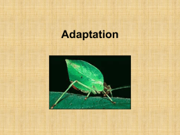 Adaptation