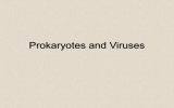 Prokaryotes and Viruses