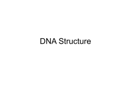 DNA Structure