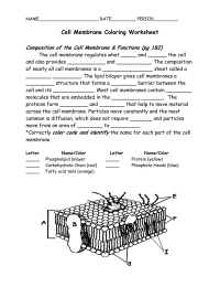 Cell Membrane Coloring Worksheet