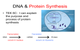 DNA &amp; Protein Synthesis  • TEK 6C:  I can explain